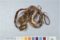 藏品(白梅花蛇)的圖片